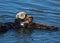 Southern sea otters Enhydra lutris mother with pup