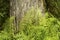 Southern shield ferns at base of cypress tree, Florida Everglade