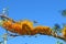 Southern Silky Oak flowering branch with bee flying by blue sky