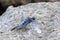 Southern skimmer dragonfly - Orthetrum brunneum