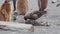 Southern Skua In Antarctica surrounded by penguins