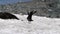 Southern Skua In the snow of Antarctica