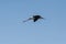 Southern Stilt, Himantopus melanurus in flight,