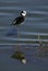 Southern Stilt, Himantopus melanurus in flight,