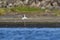 Southern Stilt, Himantopus melanurus in flight,