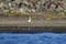 Southern Stilt, Himantopus melanurus in flight,