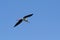 Southern Stilt, Himantopus melanurus in flight, La Pampa Province,