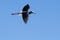Southern Stilt, Himantopus melanurus in flight, La Pampa Province,