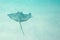 Southern Sting Ray swims along clean ocean floor
