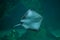 southern stingray pictures