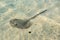 Southern stingray glides stealthily along the sandy sea bottom