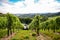 Southern Styria Austria - Grape vines: Tractor in steep vineyard