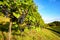 Southern Styria Austria Red wine: Grape vines in the vineyard before harvest