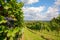 Southern Styria Austria - Red wine: Grape vines in the vineyard before harvest