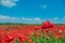 The southern sun illuminates the fields of red garden poppies. The concept of rural tourism. Poppy fields