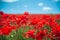 The southern sun illuminates the fields of red garden poppies. The concept of rural tourism. Poppy fields