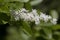 Southern Swamp Dogwood - Cornus foemina