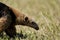 southern tamandua Tamandua tetradactyla also collared anteater or lesser anteater