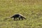 southern tamandua, Tamandua tetradactyla, also collared anteater or lesser anteater.