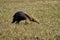 southern tamandua Tamandua tetradactyla also collared anteater or lesser anteater is a species of anteater