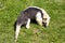 Southern Tamandua, Tamandua tetradactyla inhabits savannas and forests of South America