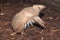 Southern three-banded armadillo