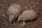 Southern three-banded armadillo Tolypeutes matacus