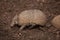 Southern three-banded armadillo Tolypeutes matacus