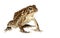 Southern Toad Closeup Isolated on White