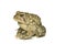 Southern Toad Profile