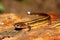 Southern Two-lined Salamander (Eurycea cirrigera)