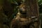 Southern Two-toed Sloth - Choloepus didactylus