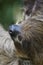 Southern Two-toed Sloth - Choloepus didactylus