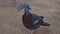 Southern Victoria Crowned Pigeon with Red Eyes Walking in Zoo