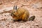 Southern viscacha in Altiplano desert, sud Lipez reserva, Bolivia