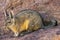 Southern viscacha, Bolivia, the southwest of the Altiplano