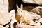 Southern viscacha close up,Bolivia