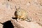 Southern viscacha close up,Bolivia