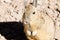 Southern viscacha close up,Bolivia