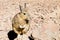 Southern viscacha close up,Bolivia