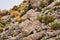 Southern viscacha, Lagidium , looks like a crossing of hare and Chinchilla.