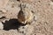 Southern Viscacha or Vizcacha Lagidium Viscacia in Siloli Desert - Bolivia