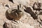 Southern Viscacha or Vizcacha Lagidium Viscacia in Siloli Desert - Bolivia