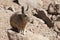Southern Viscacha or Vizcacha Lagidium Viscacia in Siloli Desert - Bolivia