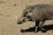 Southern warthog