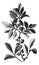 Southern Wax Myrtle or Southern Bayberry or Candleberry or Tallow or Myrica cerifera vintage engraving