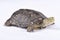 Southern Western Pond Turtle, Actinemys pallida