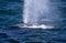 Southern whale breathing after emerging from the depths of the Atlantic Ocean near the South African town of Hermanus