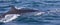 Southern whale emerging from the depths of the Atlantic Ocean near the South African town of Hermanus