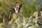 Southern White Admiral butterflies